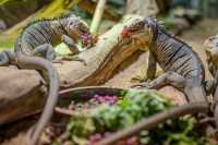 Praha 7 | Revitalizace skalního masivu v Zoo Praha – návrat vinné révy